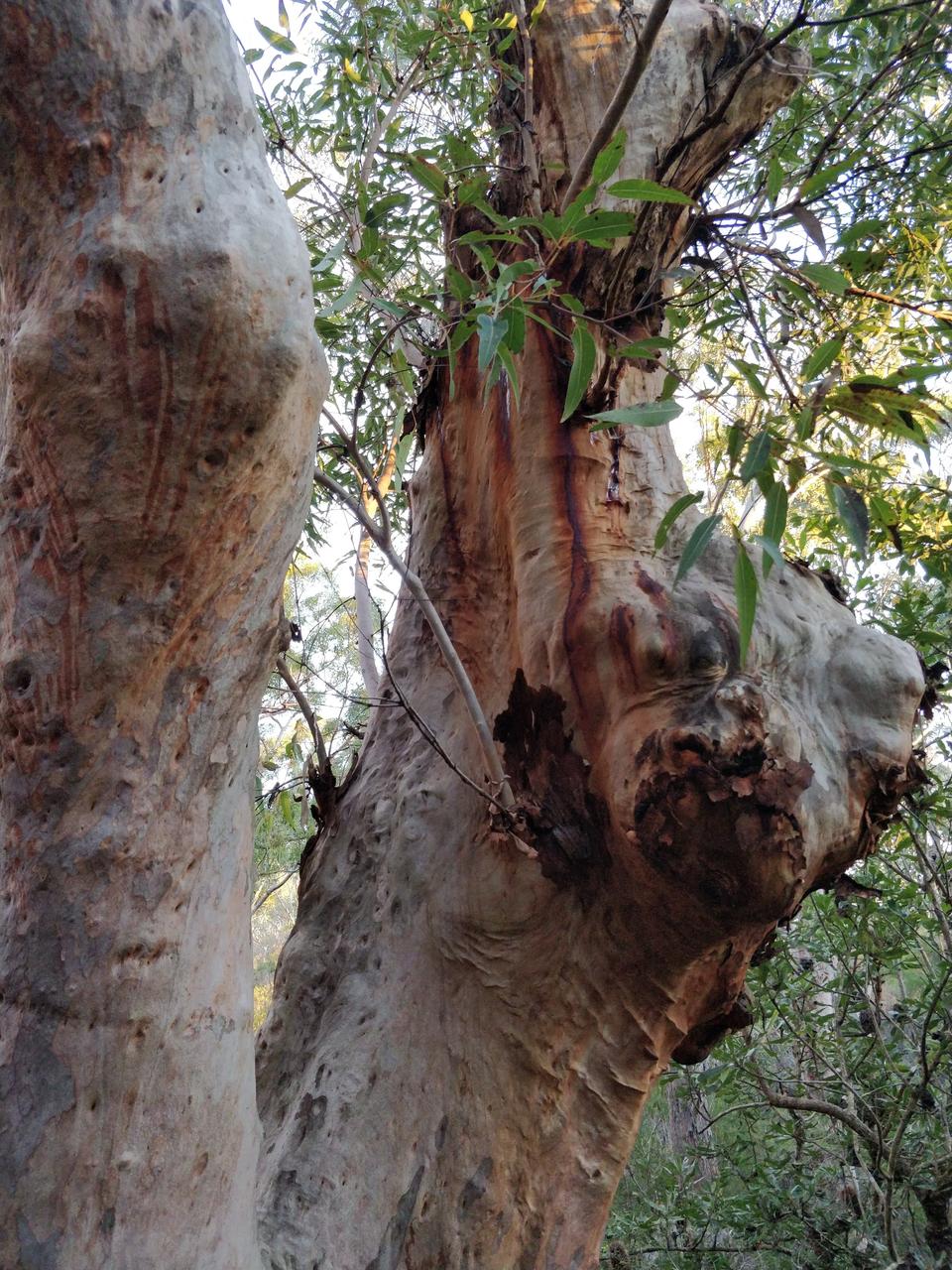 Some unrelated but awesome trees I came across in Sydney